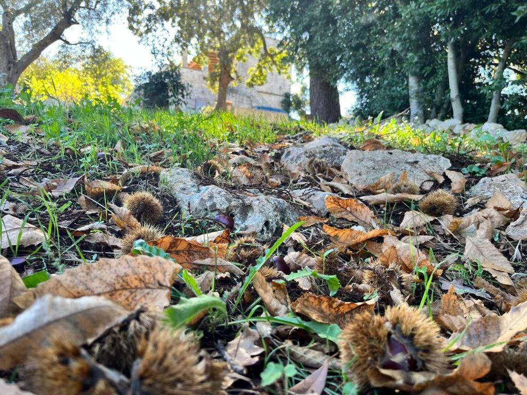 Il Trullo E Il Fortino Alberobello Exteriér fotografie